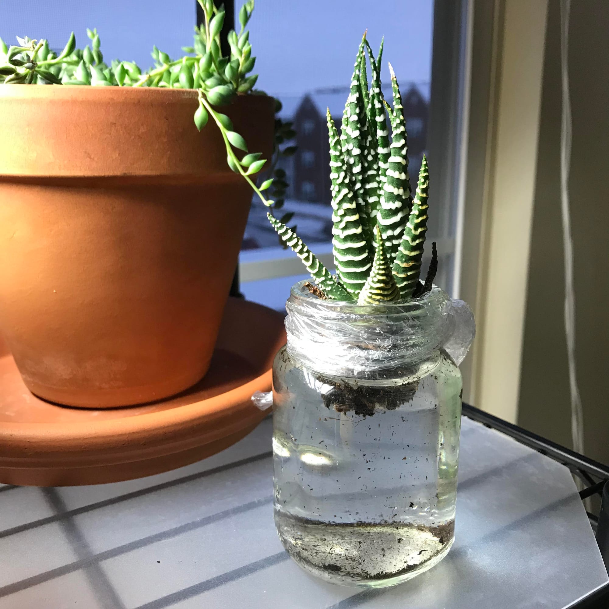 Haworthia in water medium.