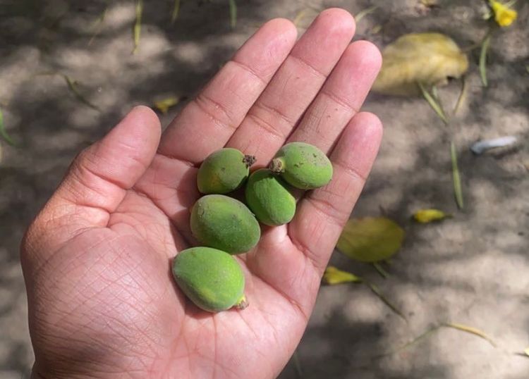 Plants you can Munch in your Lunch..