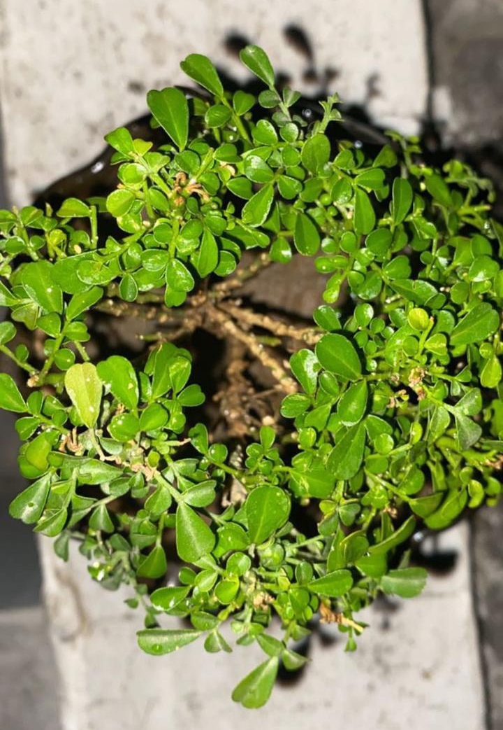 Bablu, a jade plant.