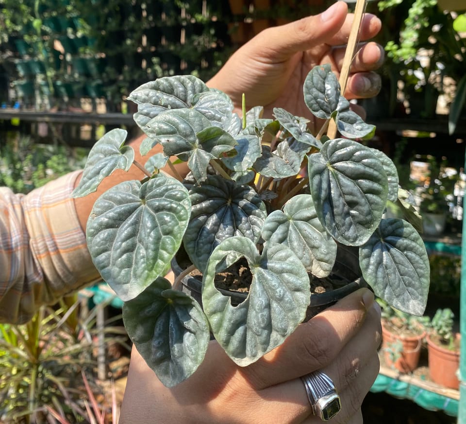 Peperomia in hand.