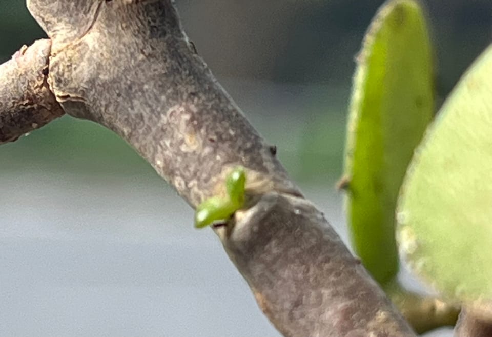 How To Adopt And Care For A Jade.